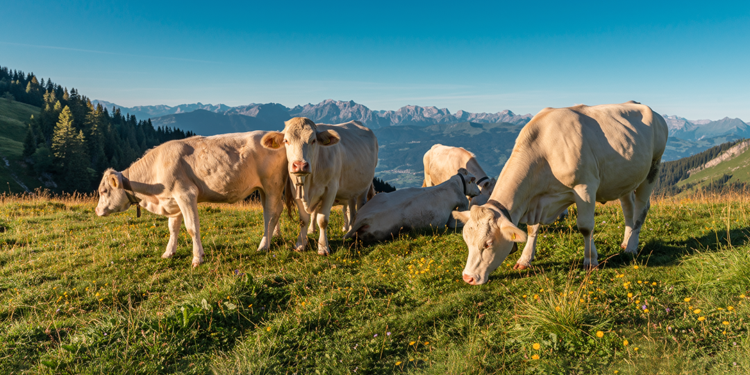 Firefly_Kühe auf einer Almwiese. Alles wirkt natürlich und großartig zugleich. Die Sonne steh 987297