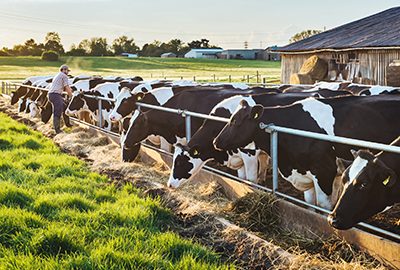 Firefly_Milchkühe werden gemolken. Es ist hell und freundlich. 518240