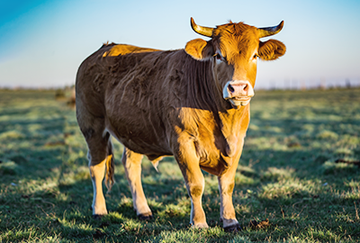 Firefly_Wir sehen einen Bullen. Es ist hell und freundlich. Das Tier ist komplett zu sehen. 518240