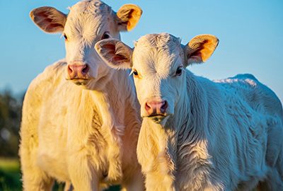 Firefly_Wir sehen einige Kälber. Es ist hell und freundlich. Die Tiere sind komplett zu sehen 518240